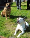 American Bulldog X African Boerboel Puppies
